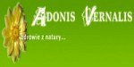 Adonis Vernalis - Olsztyn
