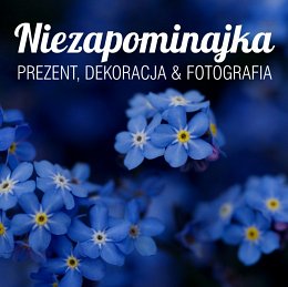 Niezapominajka - Trzebnica